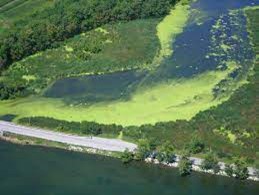 Algae bloom from phosphorus contamination